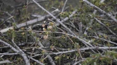 kesme dalları ağaç ahşap kesme