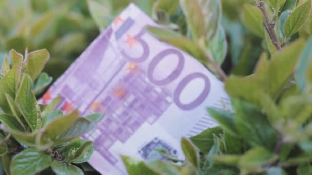 Para Çalı Ağaç Bitki Büyüme Euro — Stok video