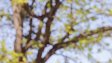 ağaç dalları manzara güneş ışığı arka plan