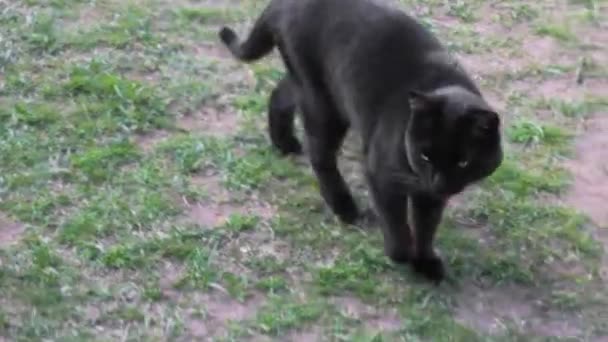 Gato Negro Hierba Jardín Mascota — Vídeo de stock