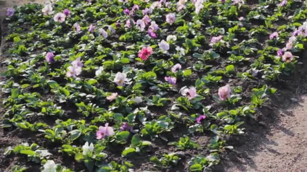 Flores Césped Jardín Césped Paisajismo — Vídeo de stock