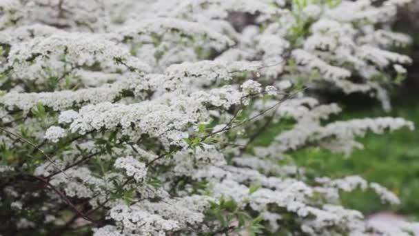 Pássaro Cereja Flor Paisagem Verde — Vídeo de Stock