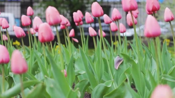 Rosa Tulpaner Bakgrund Blomma Grön — Stockvideo