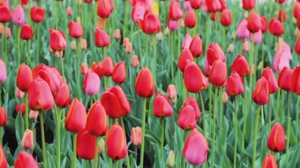Τουλίπες Λουλούδι Φύση Κήπο Χρώμα — Αρχείο Βίντεο