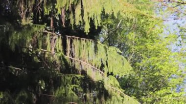 kozalaklı şubeladin texture park