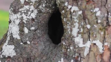 ağaç içi kabuğu ev yaban hayatı