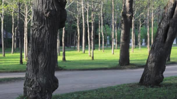parc arbres herbe pelouse paysage 