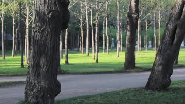 Parque Árvores Grama Gramado Paisagem — Vídeo de Stock