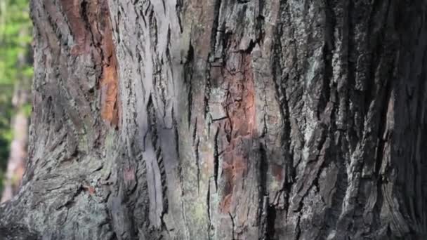 Árbol Corteza Textura Patrón Macro — Vídeo de stock