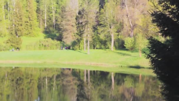 Parque Lago Natureza Reflexões Calma — Vídeo de Stock