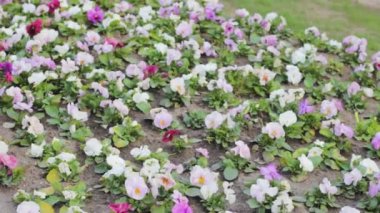 fide çiçek bahçe çiçek dikim