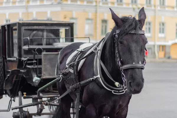 Чёрный Транспорт Лошадях — стоковое фото