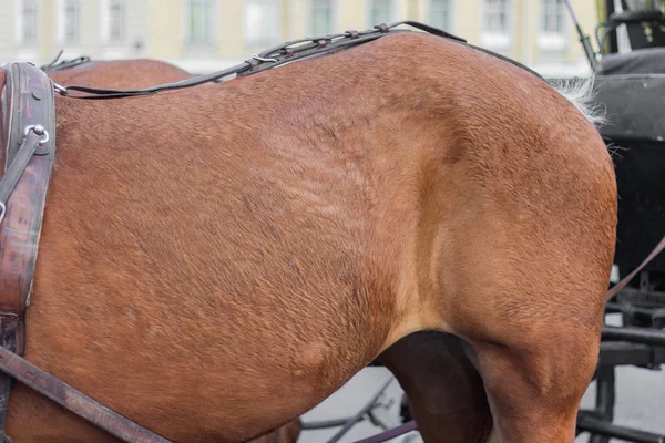 Cavalo Textura Pele Perto — Fotografia de Stock