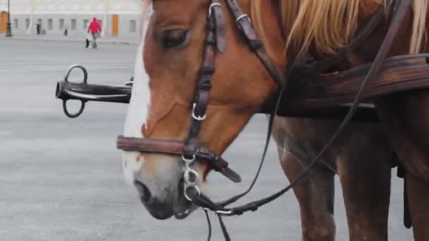 Caballo Comiendo Cabeza Primer Plano Animal — Vídeo de stock