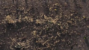 kabartma sıkışmış arka plan yakın ekoloji