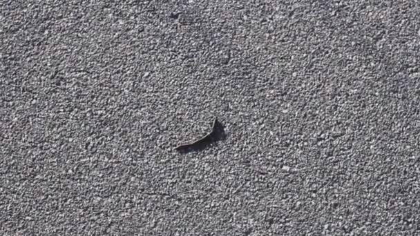 Worm on asphalt background black closeup — Stock Footage Worm Asphalt Background Black Closeup Video Clip