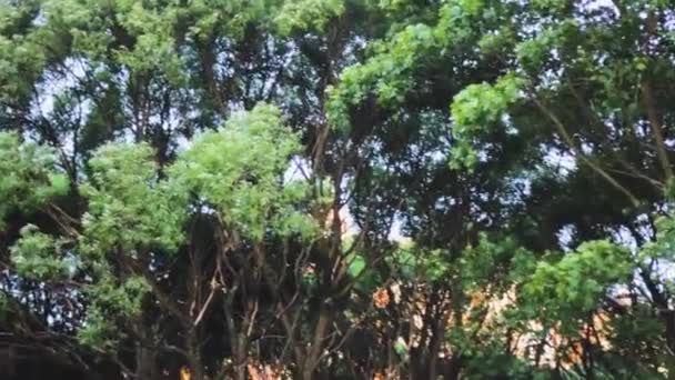 Δέντρα Κορμούς Γρασίδι Πράσινο Φόντο Πάρκο — Αρχείο Βίντεο