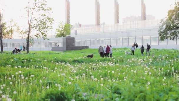 Люди Выгуливают Собак Парк Семьи — стоковое видео