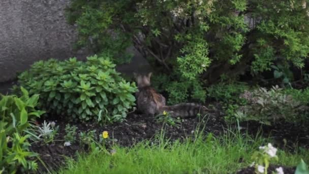 Gatto Attacchi Aggressivo Divertente Cattura — Video Stock