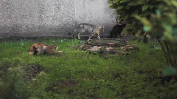 Gatos Caminar Fuera Salvaje Tres — Vídeo de stock