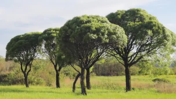Ağaçlar Gökyüzü Çim Rüzgar Manzara — Stok video