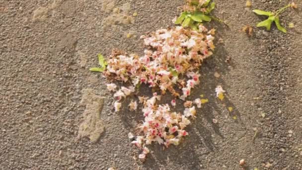 Fleurs Asphalte Fond Nature Texture — Video