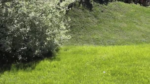Natura Park Pejzaż Rozrywka Trawa Trawnik — Wideo stockowe