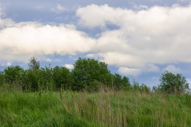 alan ağaç bulutlar ekoloji