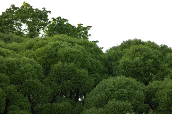 Árboles Bosque Aislado Naturaleza Paisaje — Foto de Stock