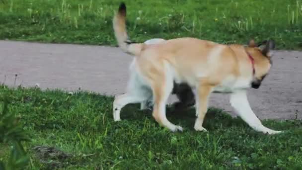 Perros Jugar Divertido Animal Feliz — Vídeo de stock