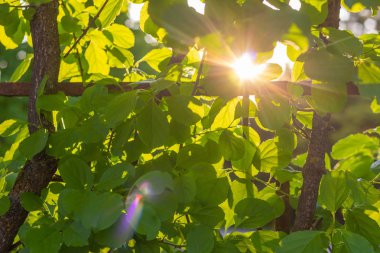 dalları ile güneş ışığı bırakır