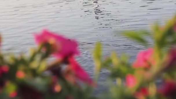 Pato Flores Água Paisagem Jardim — Vídeo de Stock