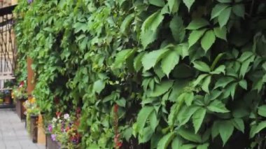 cephe kafe tesisleri duvar sokak