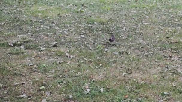 Oiseaux Sur Herbe Nature Animal — Video