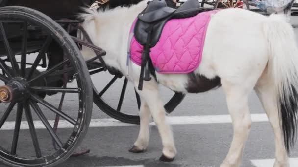 Cavalo Pônei Branco Animal Bonito — Vídeo de Stock