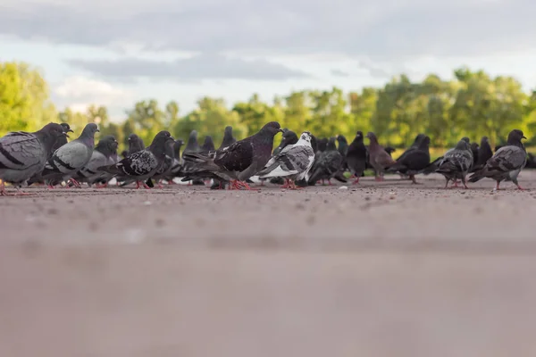Crowd Pigeons Bird Ground Closeup Rush Hour — Stock Photo, Image