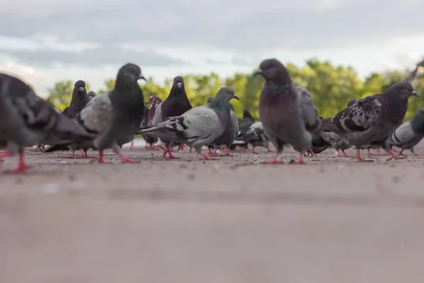 Pigeons Crowd Group Street Urban Rush Hour — Stock Photo, Image