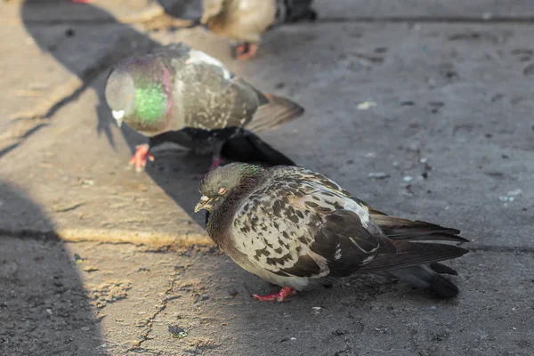 Piccione Sveglia Piccione Animale Strada Uccelli — Foto Stock