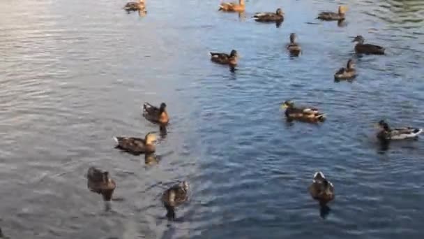 Багато Качок Плавають Відображаючи Воду Яскравою — стокове відео