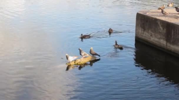 Ducks Pigeons Swimming Reflection Natural Wildlife — Stock Video