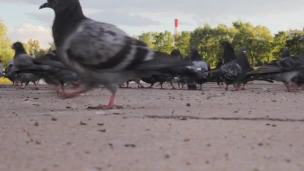 Tłum Gołębi Społeczności Życia Grupa Latać — Wideo stockowe