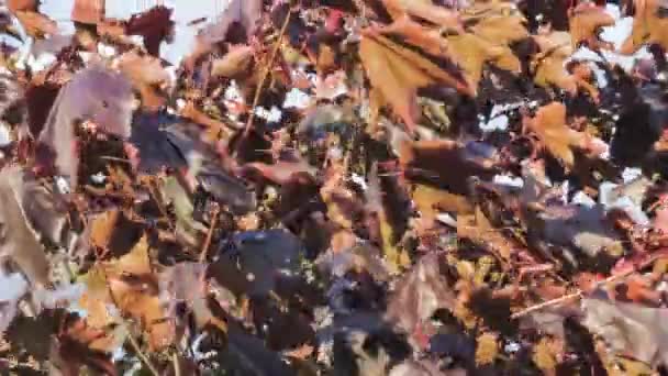 Herbstblätter Braun Auf Einem Baum Der Sich Wind Wiegt — Stockvideo
