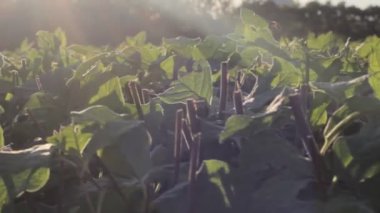 büyüyen klorofil Bush Güneş doğa bitki sıcak altında yaprakları