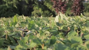 bahçe doğa doğal kesme yüzey kesilmiş