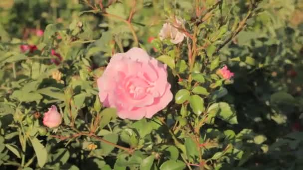 Rosa Silvestre Flor Jardín Primer Plano Rosa Espigas — Vídeos de Stock
