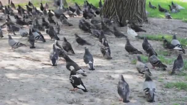 Pigeons Crowd Street Group Eat — Stock Video