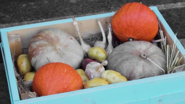 Halloween Schachtel Kürbis Feiertag Gemüse Feier Saison — Stockvideo