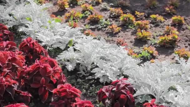 Kleurrijke Bloementuin Rood Witte Plant Close — Stockvideo
