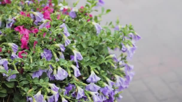 Λουλούδια Βροχή Πίνουν Φυσικό Φρέσκο Φυτό — Αρχείο Βίντεο