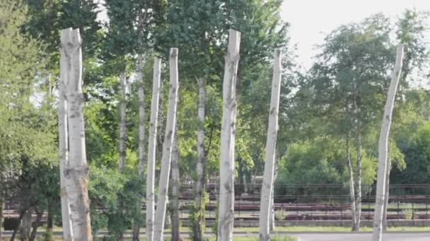 Gehakte Bomen Snijden Milieuvernietiging Woods — Stockvideo